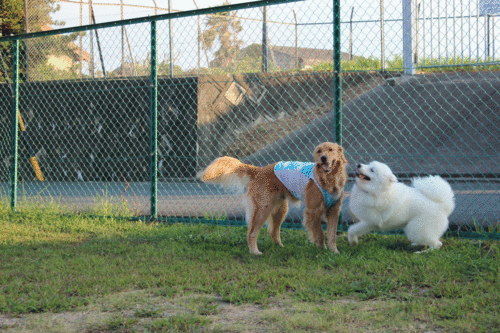 a0269552_1101950.gif