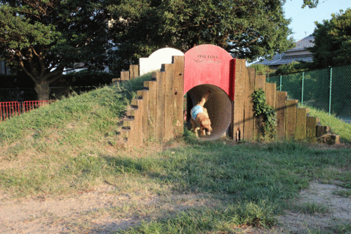a0269552_1165657.gif