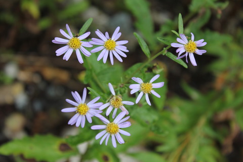 a0248459_1972688.jpg