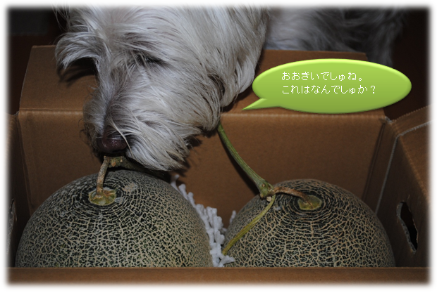 b0242873_719232.png