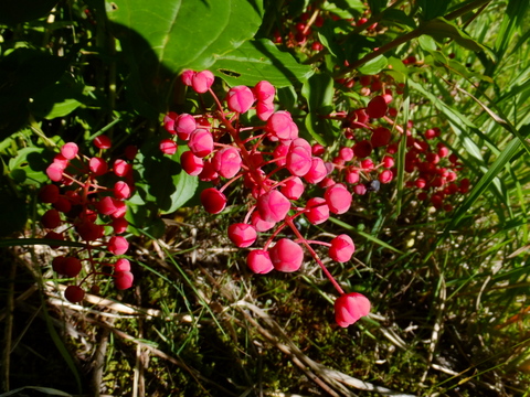 a0043982_16525330.jpg