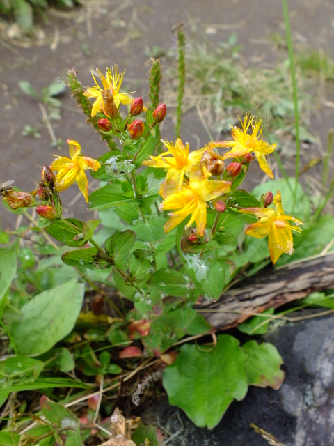 e0145782_17295813.jpg