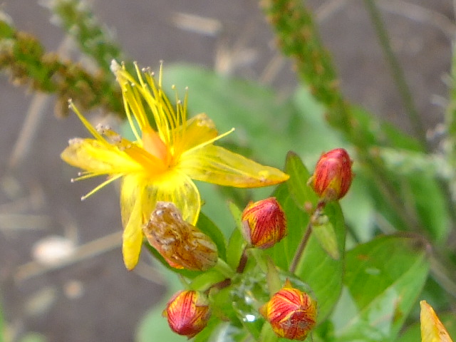 e0145782_17312019.jpg