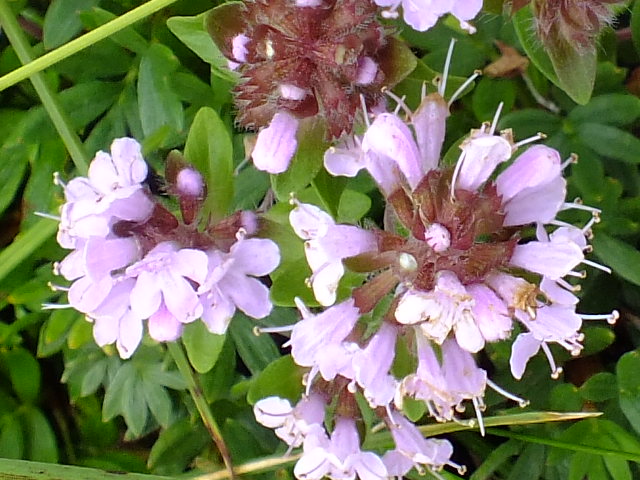 e0145782_1735451.jpg