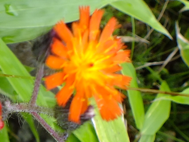 e0145782_17382467.jpg
