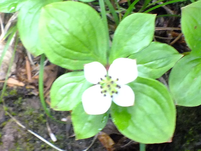 e0145782_1739552.jpg