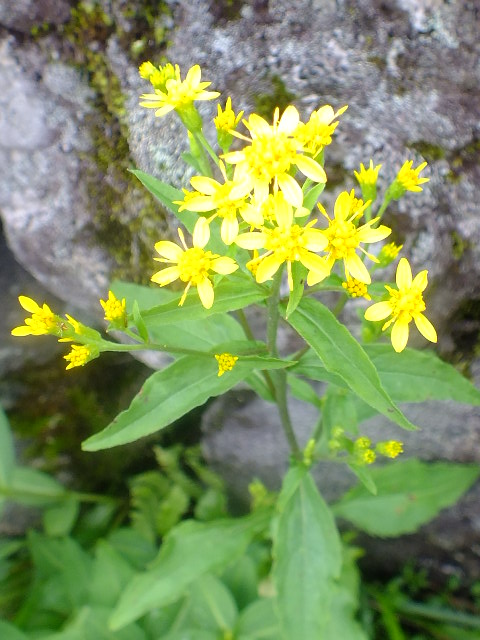 e0145782_17403190.jpg