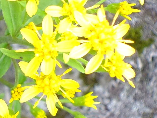 e0145782_17411079.jpg