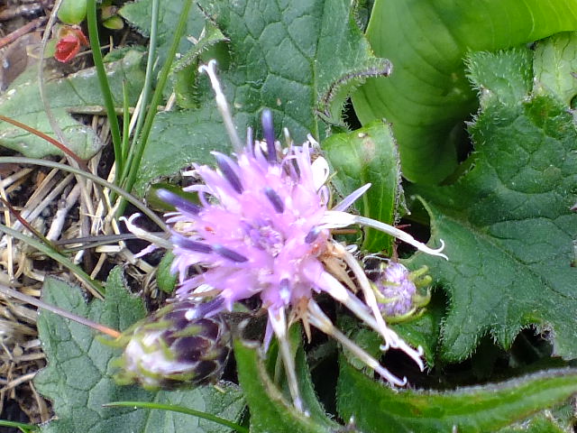 e0145782_17424118.jpg