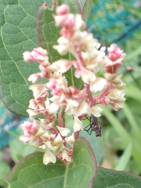 e0145782_17441041.jpg