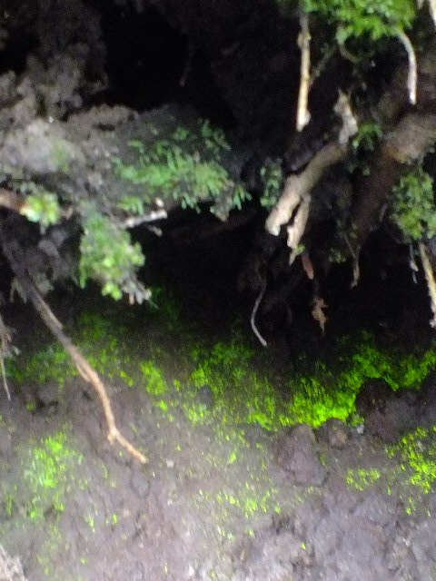 e0145782_17453837.jpg