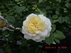 c0078586_21502194.jpg