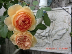 c0078586_21504797.jpg