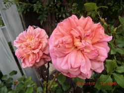 c0078586_22175442.jpg