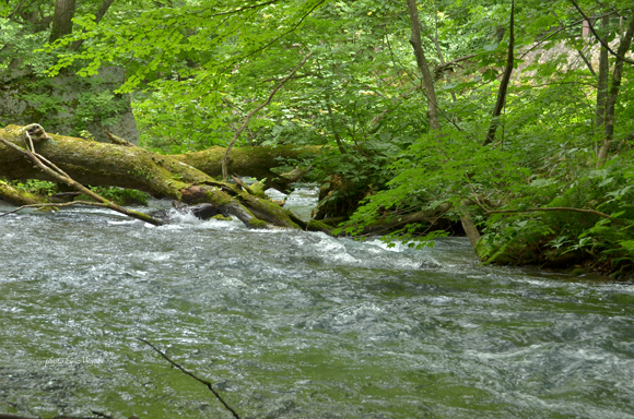 a0161698_1954577.jpg