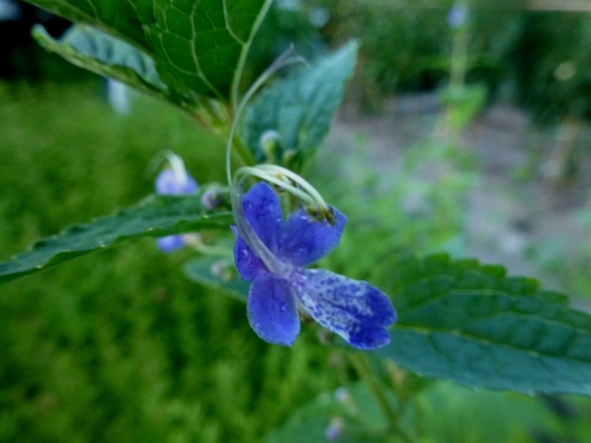 c0042418_8334662.jpg