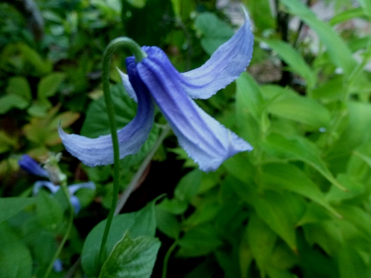c0042418_8351476.jpg