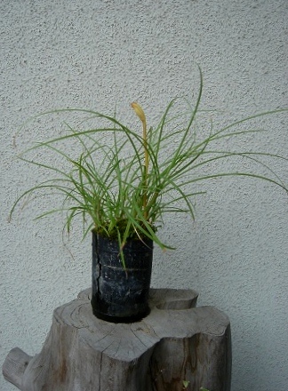 f0000521_658592.jpg