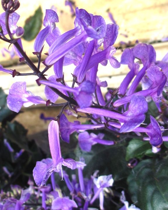 e0149934_21254961.jpg