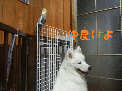 a0269552_0485935.gif