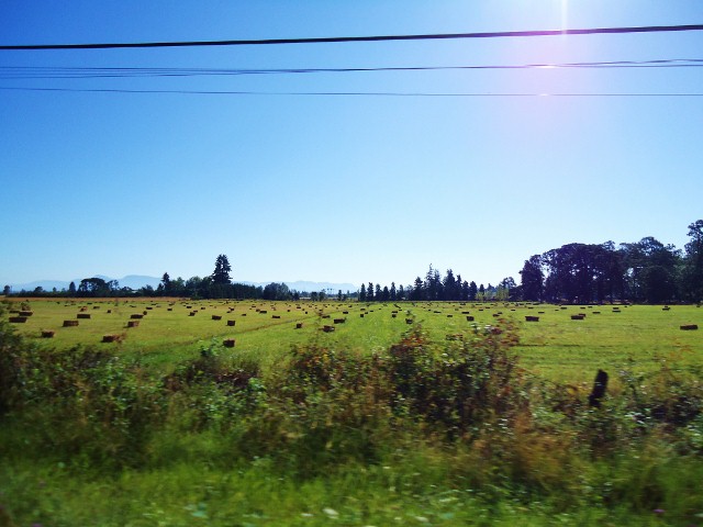 d0172957_1154471.jpg