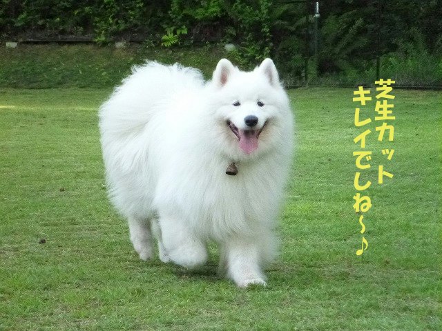e0176159_12244113.jpg