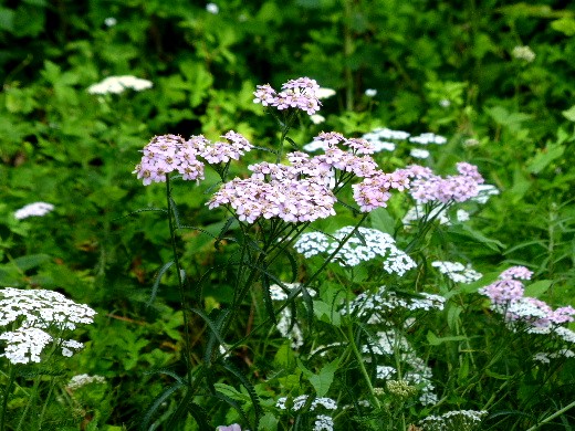 d0084473_2050546.jpg