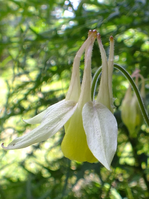 e0145782_6101892.jpg