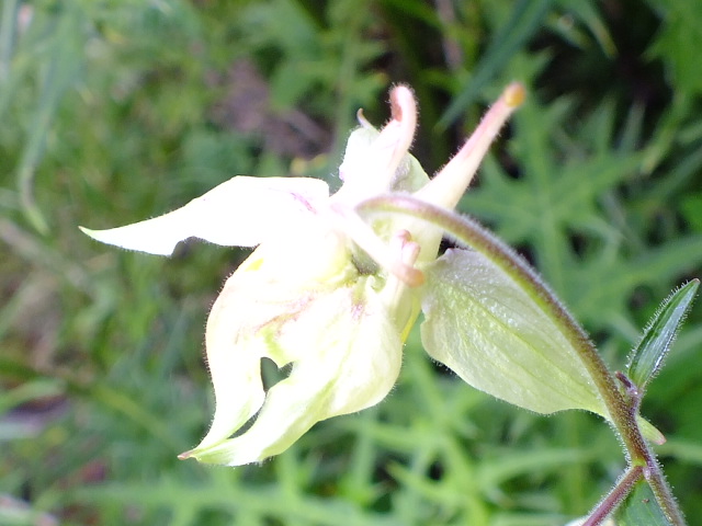 e0145782_611215.jpg