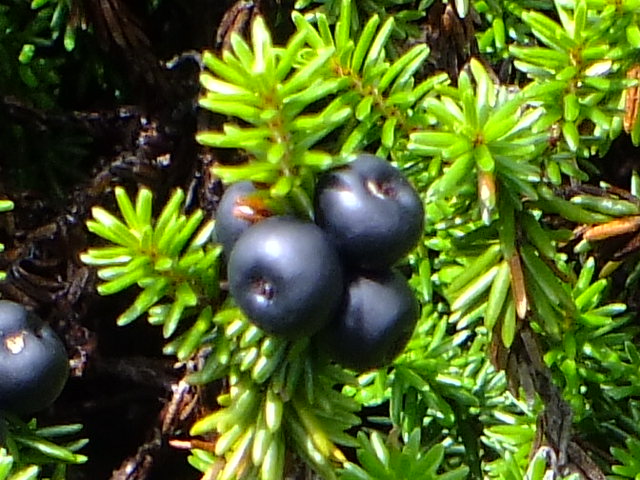 e0145782_6155582.jpg