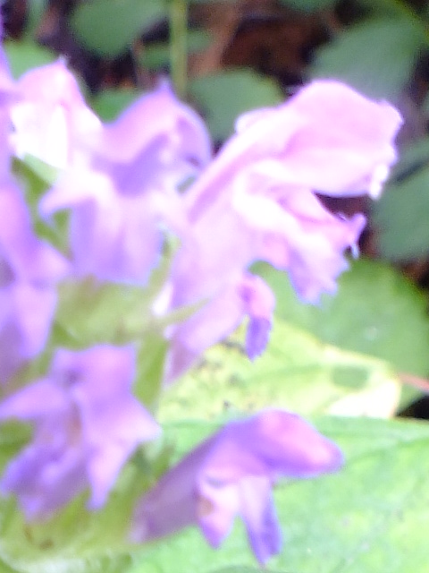 e0145782_6182376.jpg