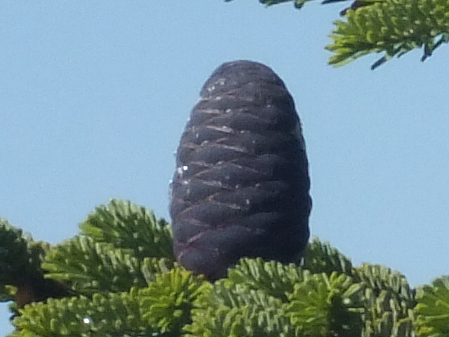 e0145782_663785.jpg