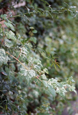 e0154682_2349349.jpg