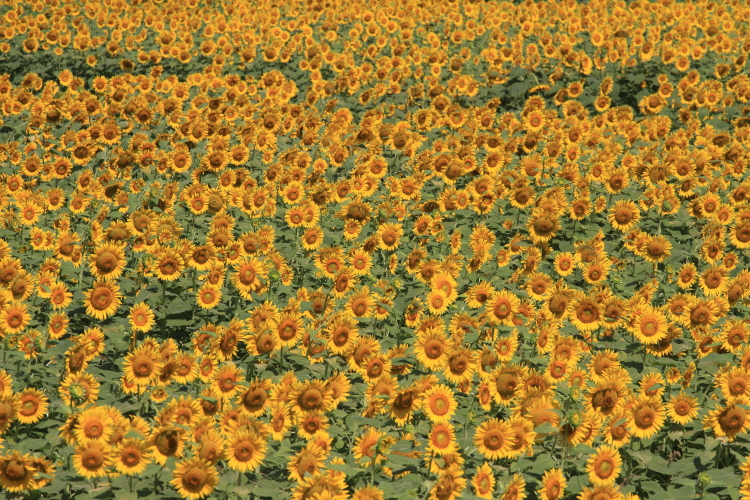 e0051888_20595.jpg
