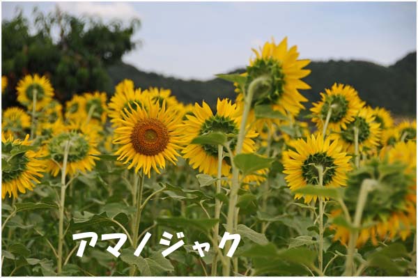 d0029829_1941126.jpg