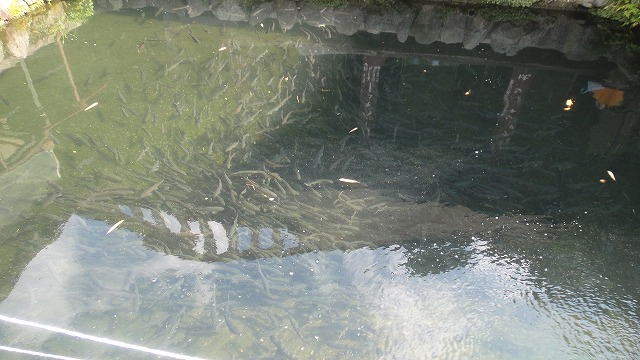 f0208737_7383824.jpg