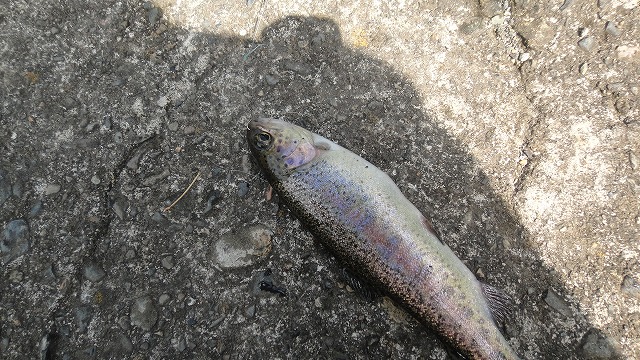 f0208737_7402859.jpg