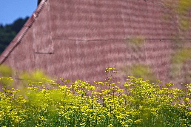 a0242438_224242.jpg