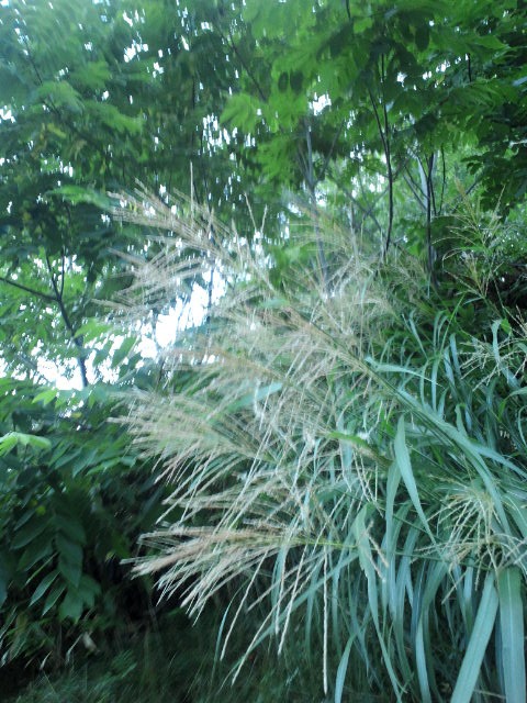 c0117239_9194580.jpg
