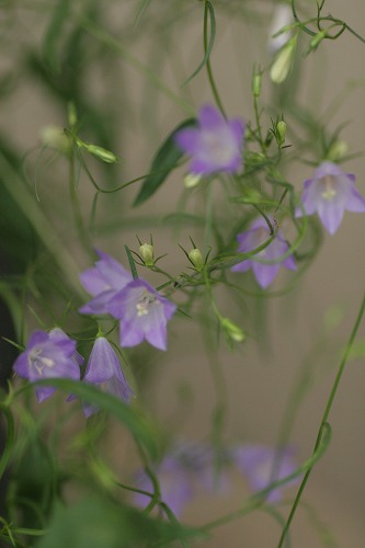 c0186463_17435750.jpg