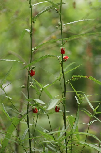 c0186463_1784659.jpg