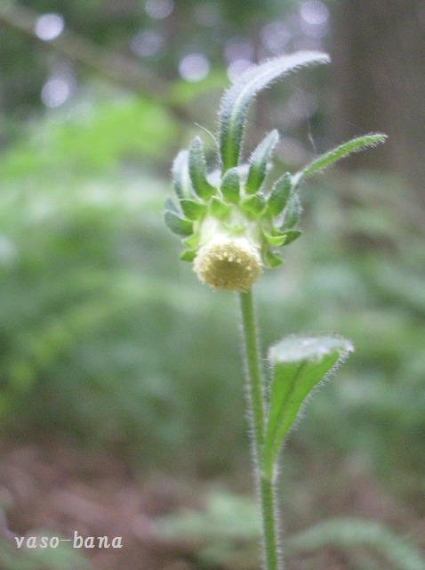e0025300_1795764.jpg