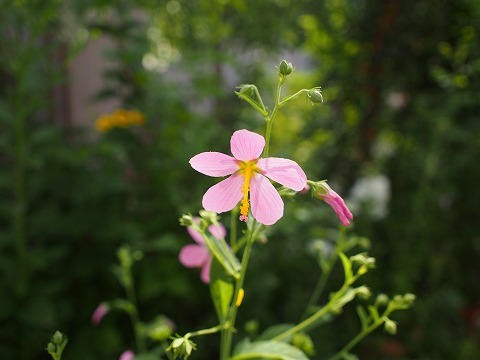 c0117007_18225152.jpg