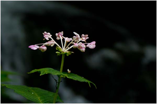 d0029829_5503244.jpg