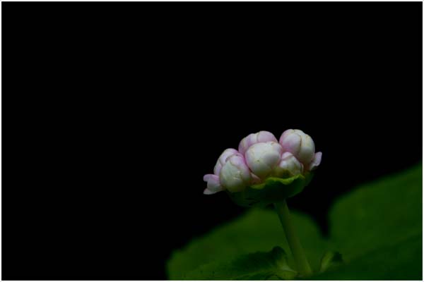 d0029829_5505060.jpg