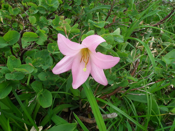 f0118332_11202559.jpg