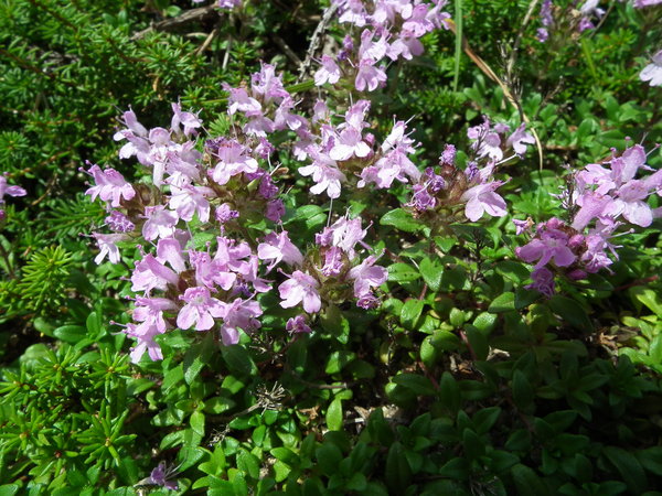 f0118332_11204260.jpg