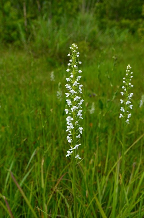 b0236334_2071524.jpg