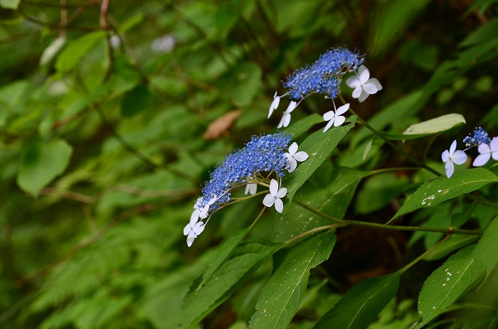 b0236334_2075623.jpg