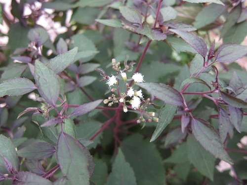 b0178339_2226519.jpg